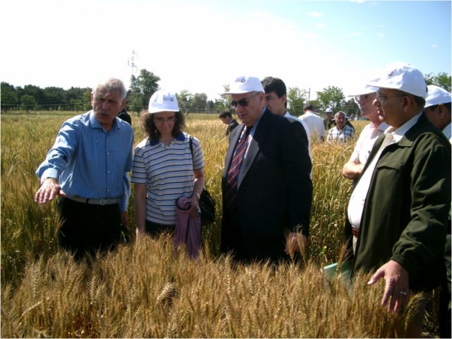 acadalievshowingnewwinterwheatvarietiesazerbaijan.jpg